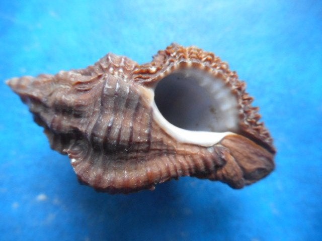 Schelpen: Murex capucinus Lamarck f++/gem 35-45mm, Verzenden, Schelp(en)