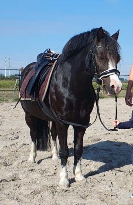 Lieve kinderpony's zoeken passende match, Dieren en Toebehoren, Pony's, Met stamboom, Ruin, B pony (1.17m tot 1.27m), 11 jaar of ouder