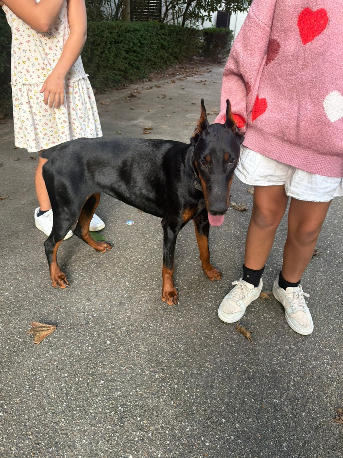 zwarte Dobermann, Dieren en Toebehoren, België, Particulier, 15 weken tot 1 jaar, Teef