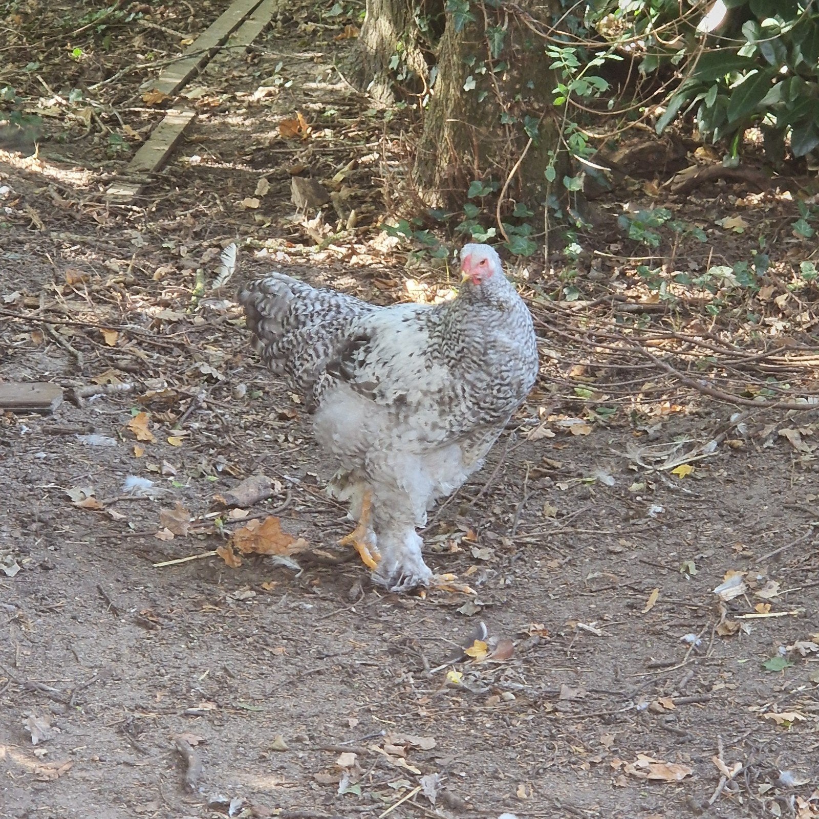 2 brahma hanen, Dieren en Toebehoren, Mannelijk, Kip