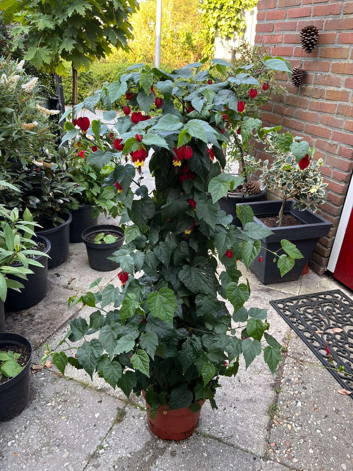 Mooie grote “ Belgische vlag” plant, Ophalen, Overige soorten, Volle zon
