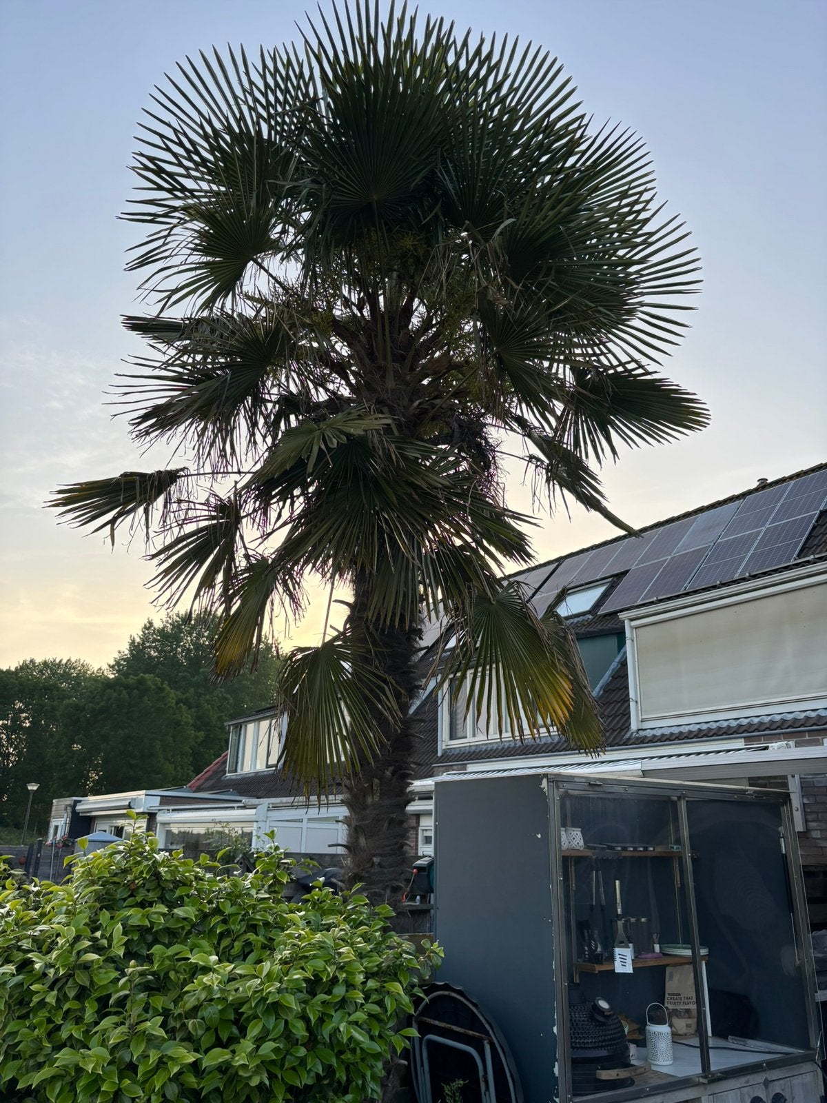 Grote winterharde Trachycarpus fortunei Palmboom | 460-500cm, Ophalen, Gehele jaar, Volle zon