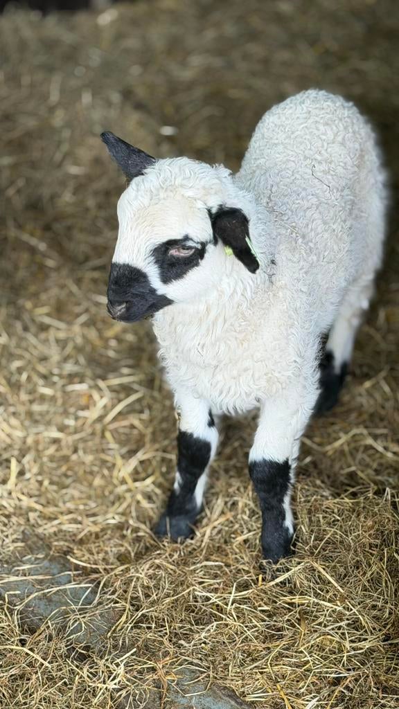Twee kerry hill ooien met lammeren, Dieren en Toebehoren, Schapen, Geiten en Varkens, Meerdere dieren, Schaap