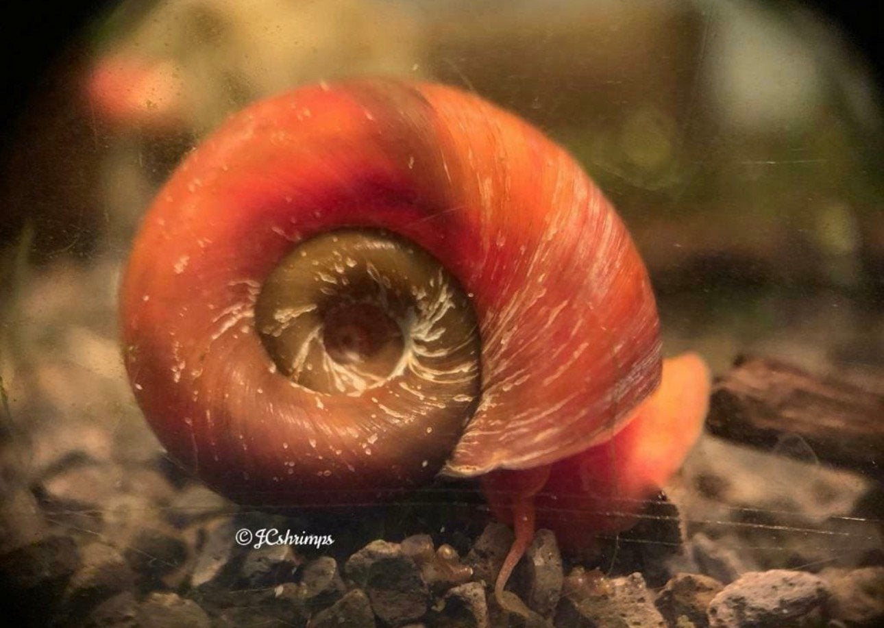 Roze Posthoorn - Ramshoorn slak - slakken, Dieren en Toebehoren, Slak of Weekdier, Zoetwatervis