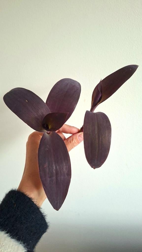 Tradescantia palida purple heart stek, Overige soorten, Minder dan 100 cm, Bloeiende kamerplant, Halfschaduw