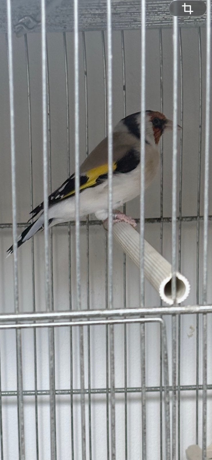 Majoor putter koppel, Dieren en Toebehoren, Vogels | Overige Vogels, Meerdere dieren, Wildzangvogel