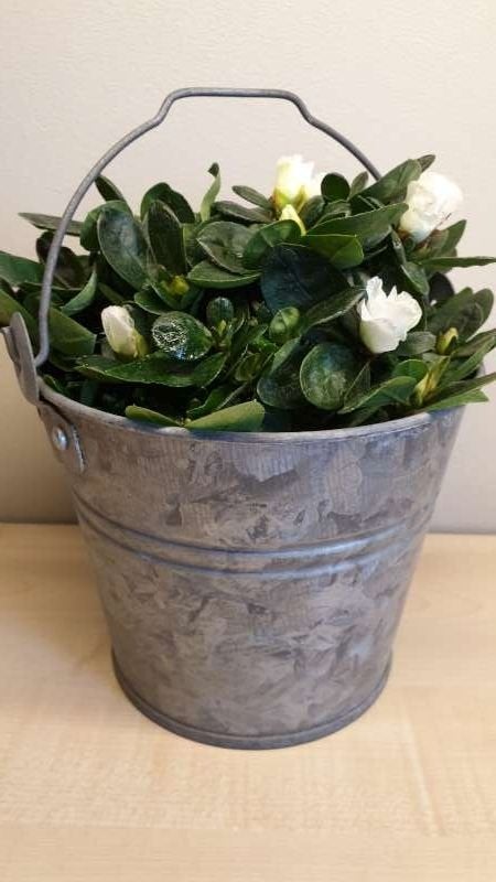 Ijzeren bloempot, hoogte 14,5cm, binnen diam 15,5cm, perfekt, Rond, Ophalen of Verzenden, Aardewerk, Binnen