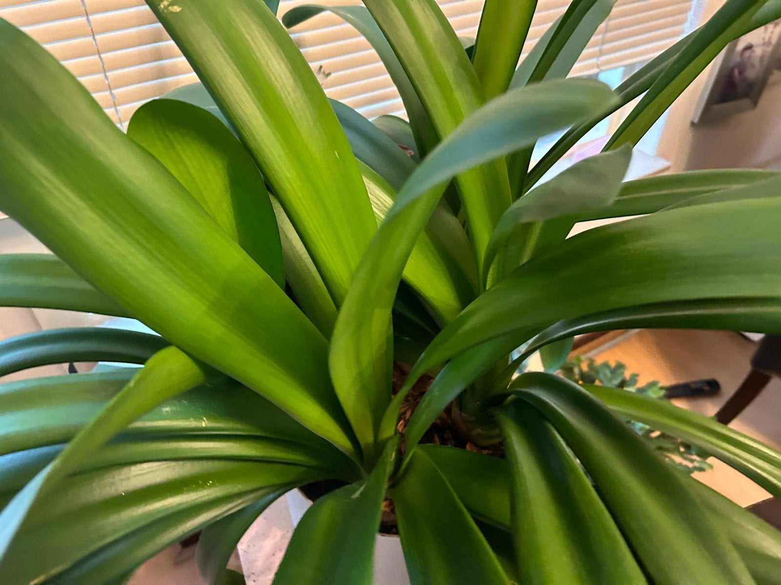 Grote Clivia plant in bak - Groene kamerplant, Huis en Inrichting, Ophalen, Overige soorten, Halfschaduw, In pot
