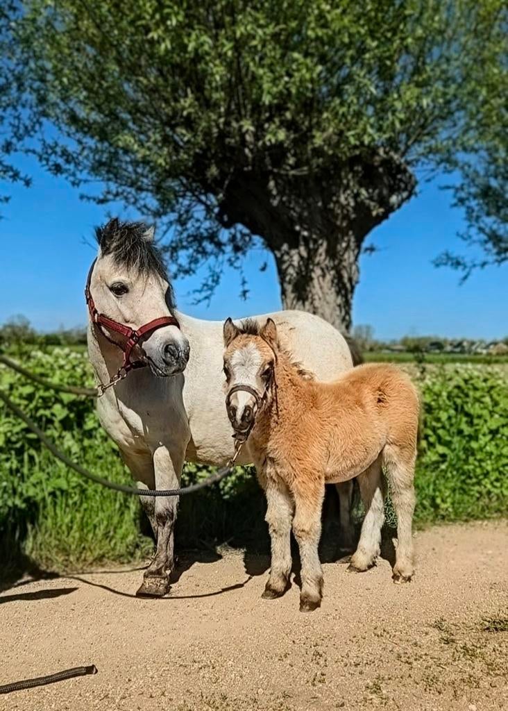 Super leuk welsh x nmprs hengstveulen 💛, Dieren en Toebehoren, Pony's, Niet van toepassing, 0 tot 2 jaar, Hengst, A pony (tot 1.17m)