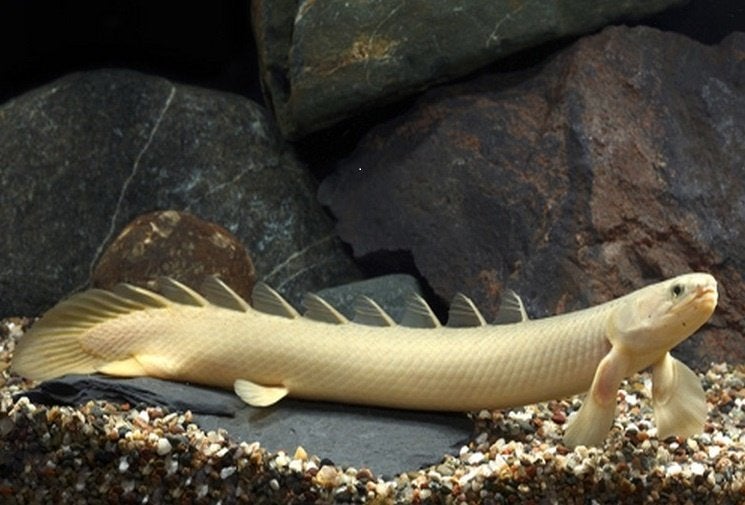 polypterus senegalus €12,50, Dieren en Toebehoren, Vis, Zoetwatervis