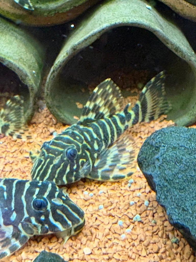 Prachtige Groep L134 Leopard Frog Pleco - 10 stuks (5m - 5v), Vis, Zoetwatervis, Schoolvis