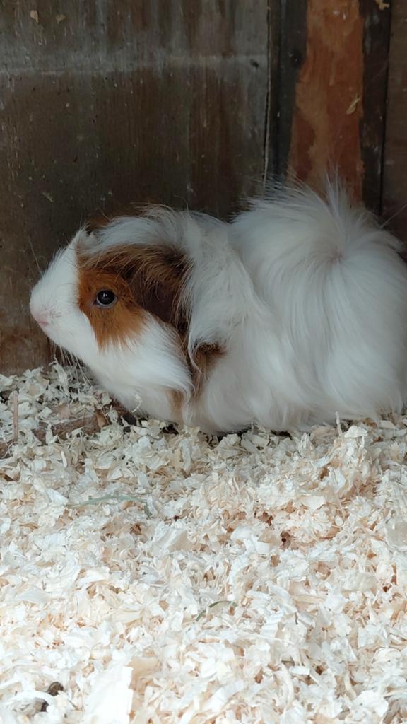 Lieve jonge cavia beer, Cavia, Mannelijk, Januari, Tam
