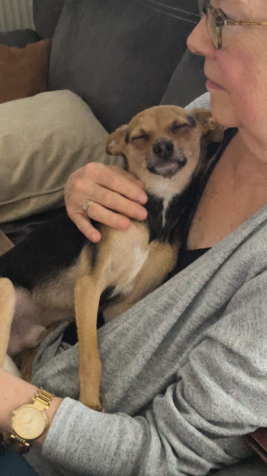 twee jarige chihuahua max is in Lelystad, Dieren en Toebehoren, 1 tot 2 jaar, Buitenland, Eén hond, Klein