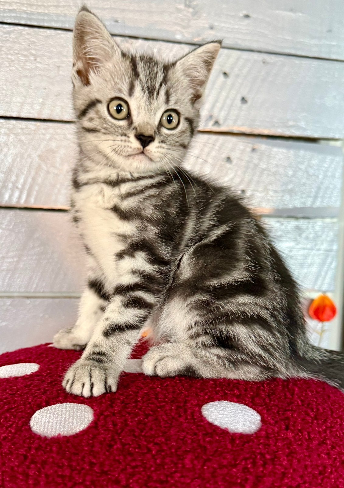 lieve Britse korthaar silver tabby blotched met stamboom, Kater, Met stamboom, 0 tot 2 jaar