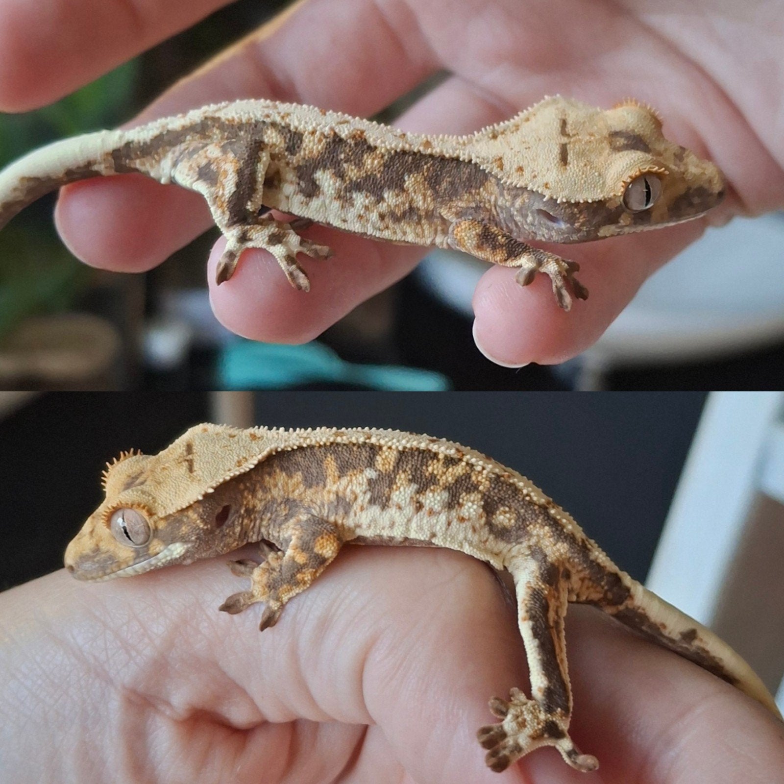 Hele mooie lilly white wimpergekko/crested gecko (0.0.1) Crested Gecko - female for sale from Lotus' Creatures