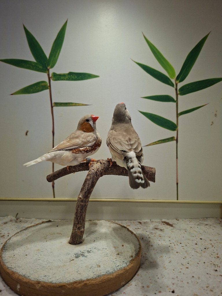 Zebravink koppel 3, Meerdere dieren, Tropenvogel, Geringd