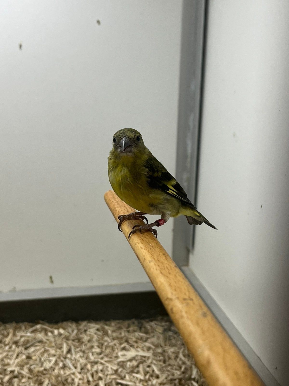 0-1 Yarrelsijs, Meerdere dieren, Tropenvogel, Geringd