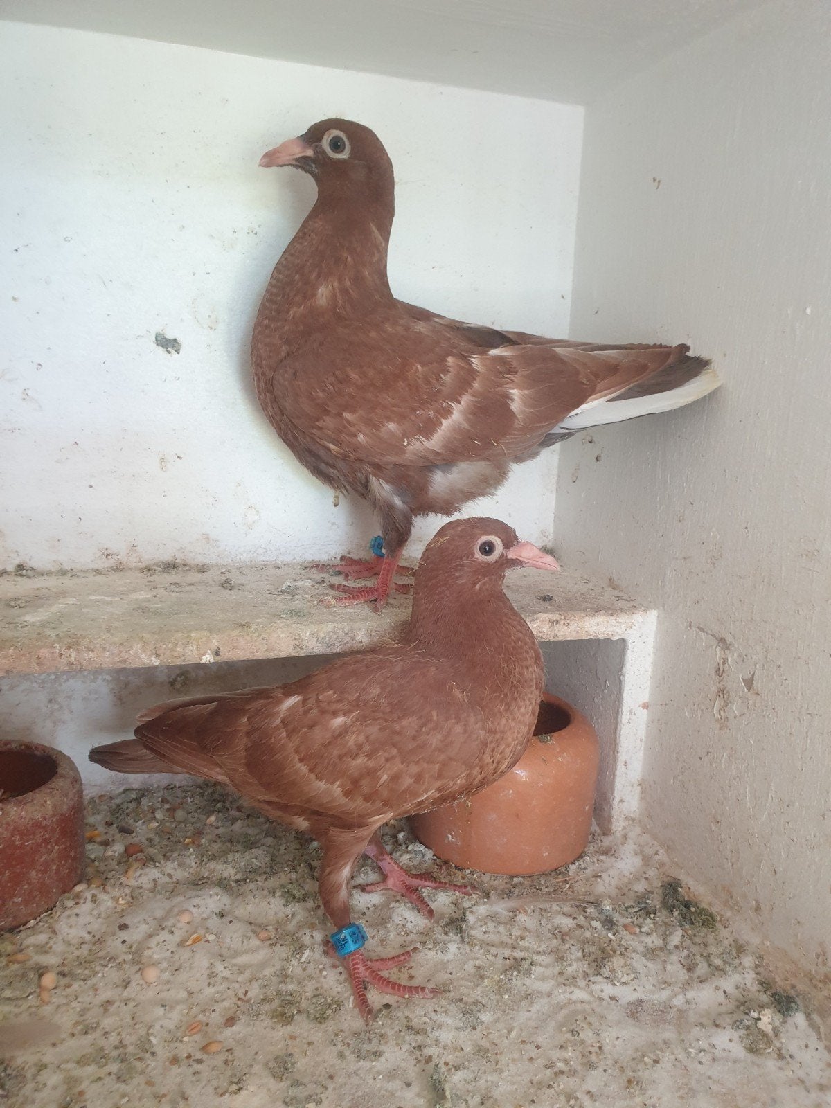 Jonge postduiven, Meerdere dieren, Postduif