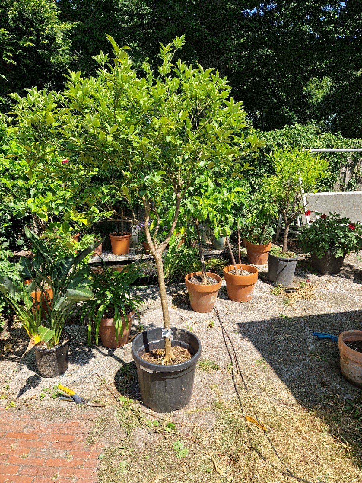 Grote citrusboom in pot - Ideaal voor terras of tuin, Ophalen of Verzenden