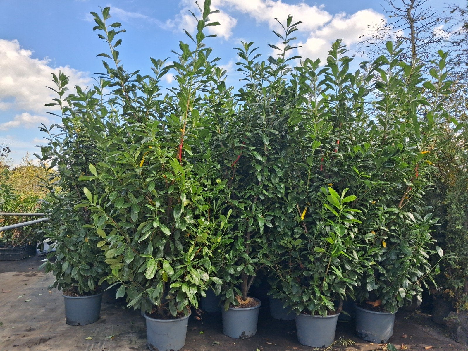 Prunus I. Novita - Laurierkers 250cm hoog!! laurier struik, Ophalen of Verzenden, Laurier, Struik, 100 tot 250 cm