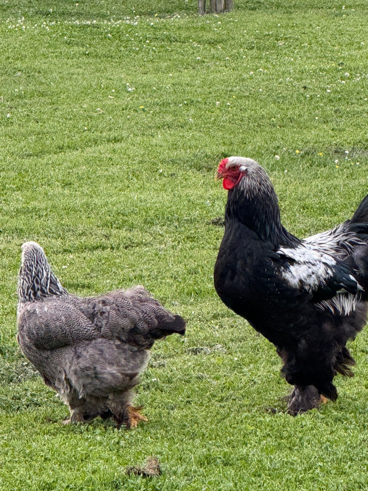 Brahma Zilverpatrijs, Meerdere dieren, Kip