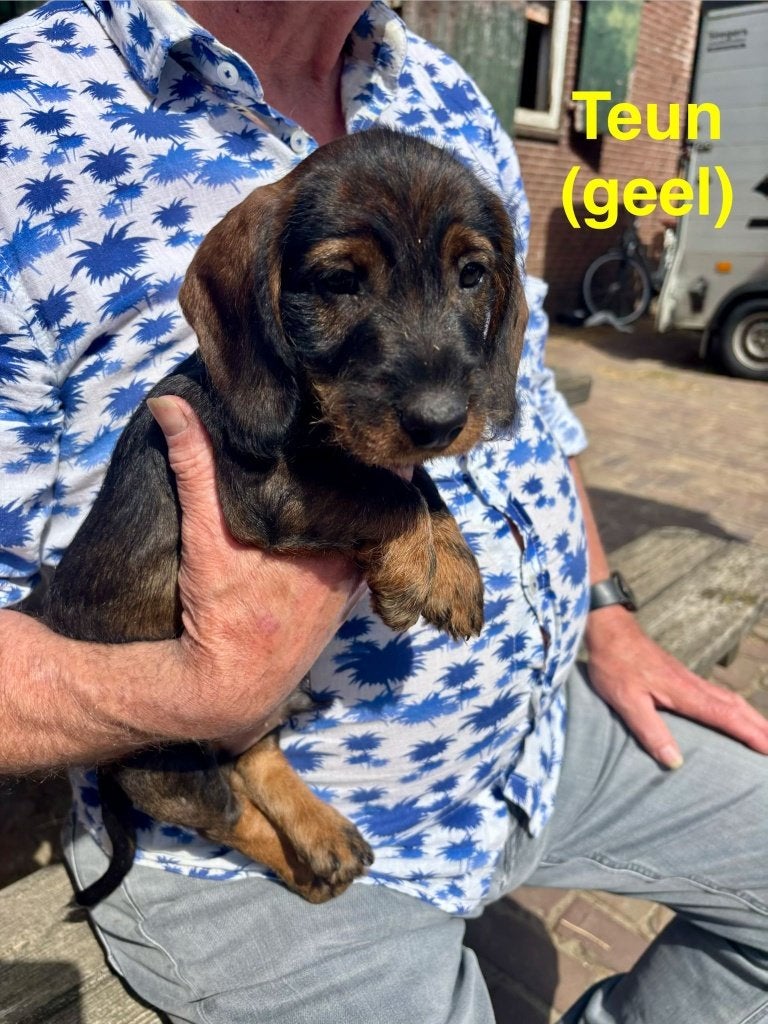 Prachtige ruwhaar Teckelpups (wildkleur) met FCI-stamboom, Dieren en Toebehoren, Standaard, 8 tot 15 weken, CDV (hondenziekte)