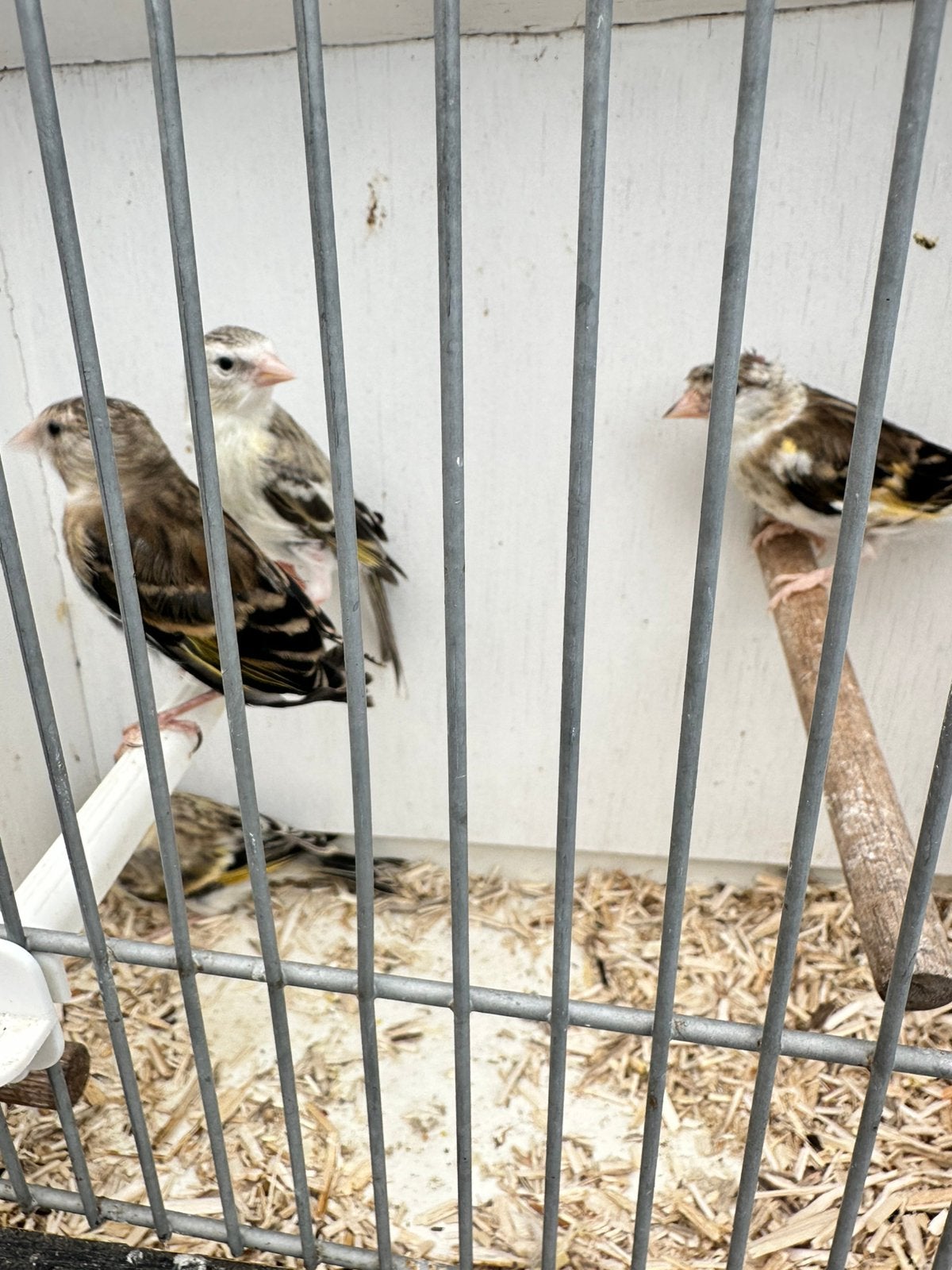 Jonge putter bastaarden 2026, Vrouwelijk, Bastaard