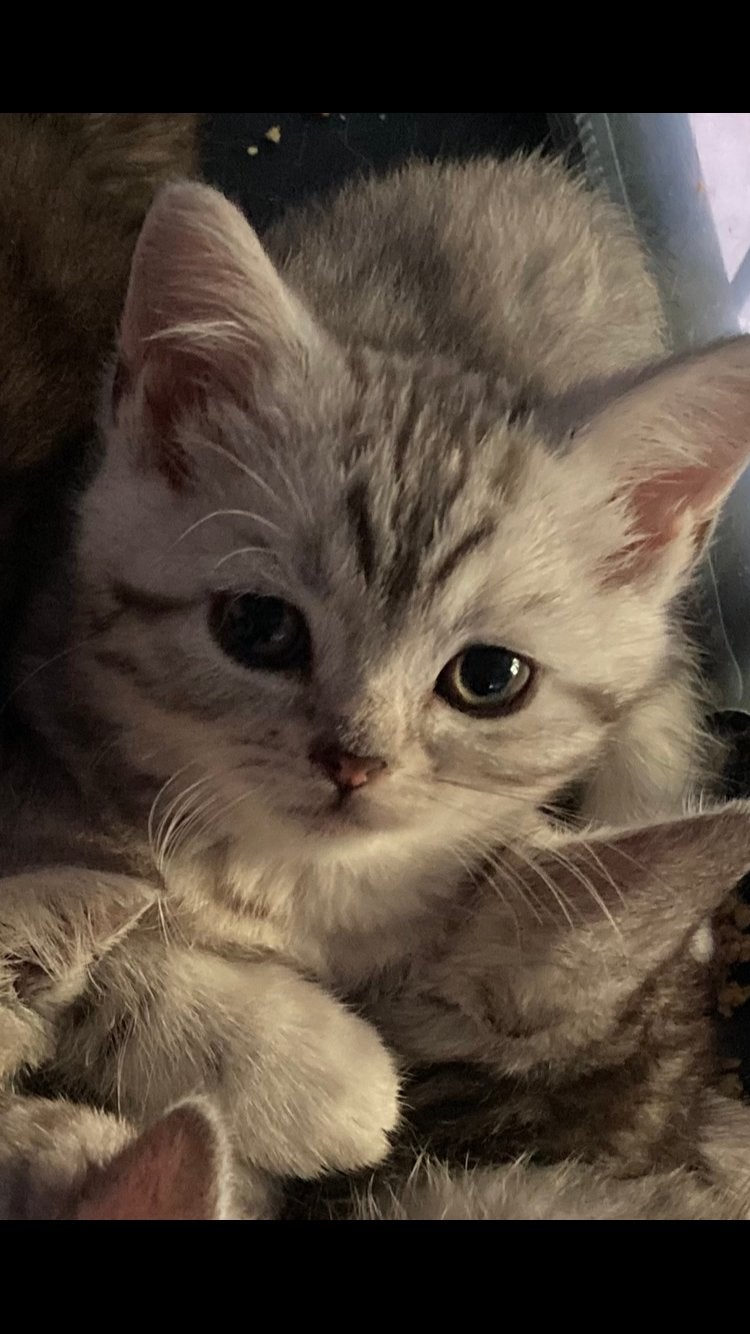 Prachtige Silver Tabby kittens😻 Mogen meteen mee!, Meerdere dieren, Ontwormd, 0 tot 2 jaar