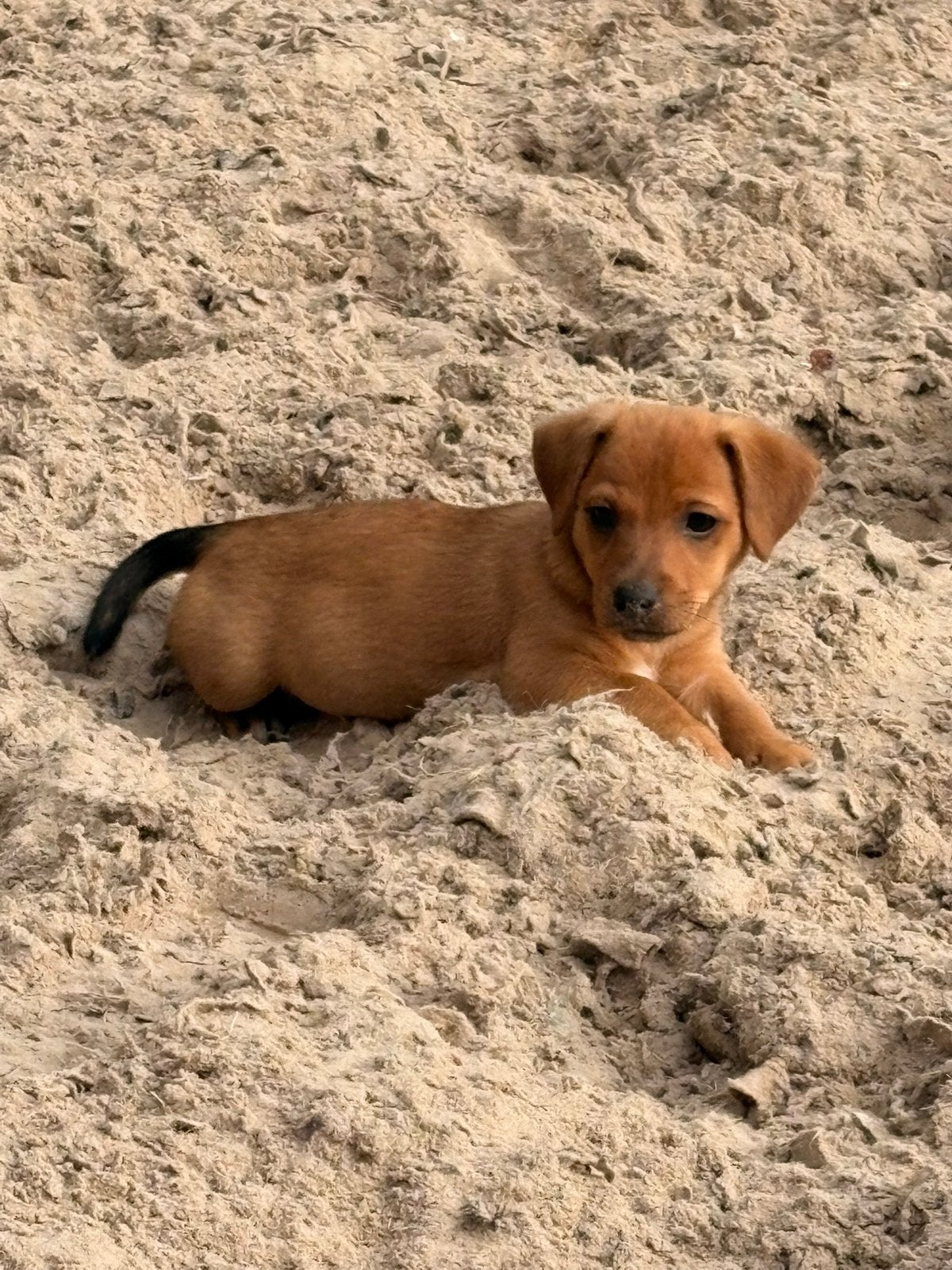 Jack russel puppy te koop, Dieren en Toebehoren, Jack Russell Terriër, 8 tot 15 weken, Meerdere dieren, Eén hond