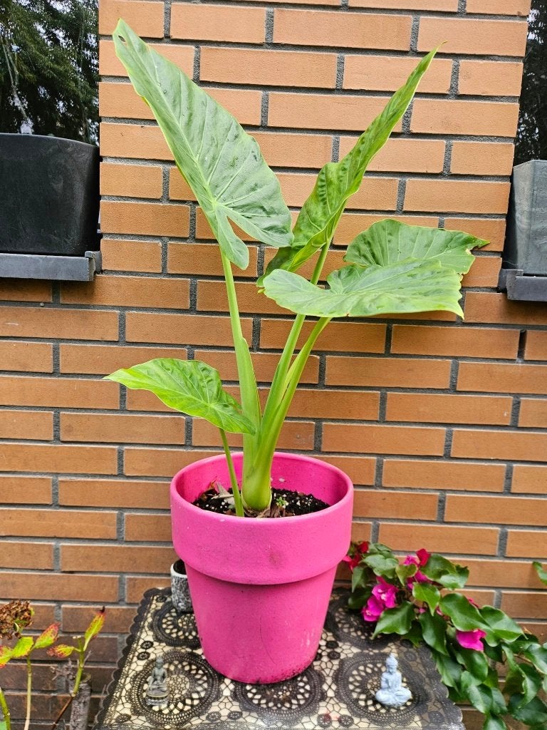 Alocasia H87 cm, Ophalen, Halfschaduw, In pot, Minder dan 100 cm
