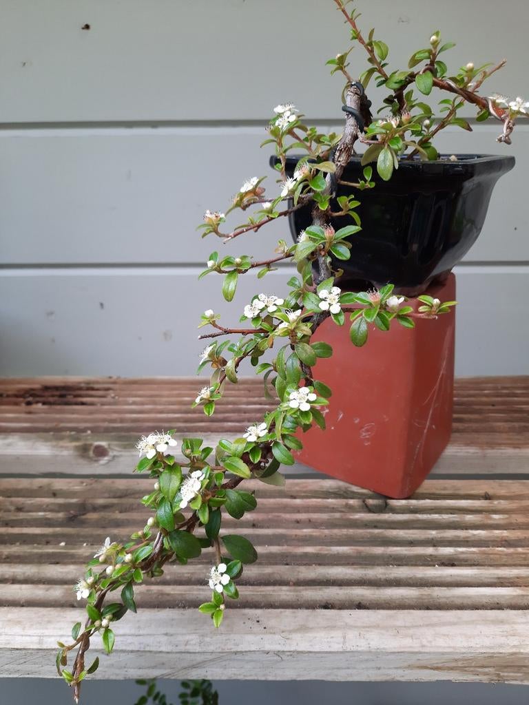 Bonsai  Cotoneaster, Tuin en Terras, Planten | Bomen, Ophalen of Verzenden, Minder dan 100 cm