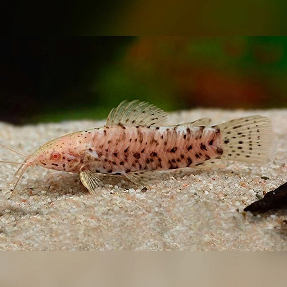 Nieuw huisje gezocht – gevlekte albino pantsermeervallen, Dieren en Toebehoren, Vissen | Aquariumvissen, Vis, Zoetwatervis, Schoolvis