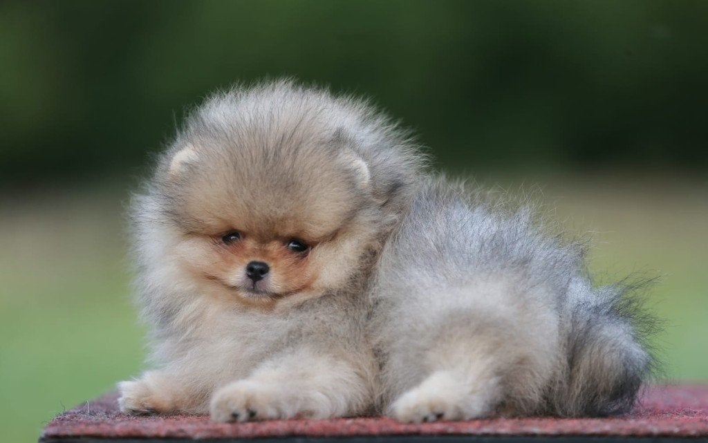 Pomeriaan pup reutje Orange Sable – Bear type, Keeshond, Reu, 8 tot 15 weken, Buitenland