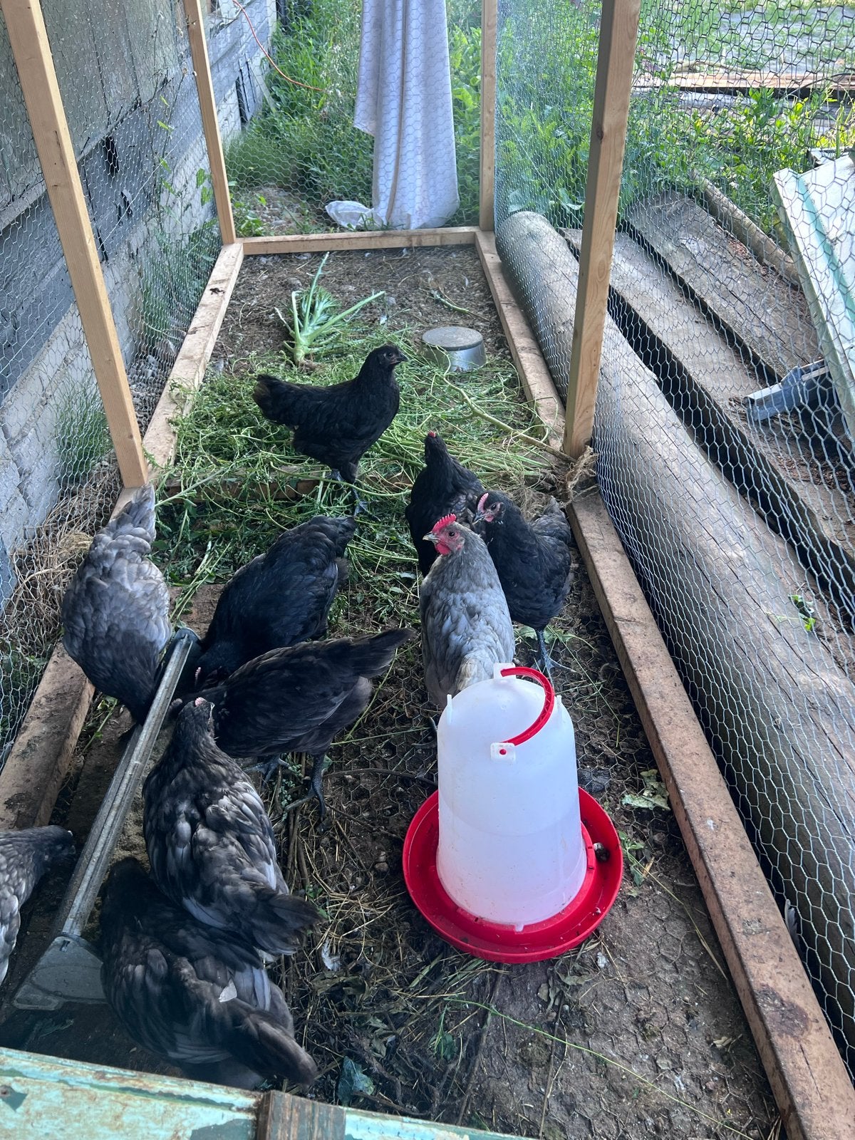 Gratis jonge Australorp hanen, Dieren en Toebehoren, Pluimvee, Mannelijk, Kip