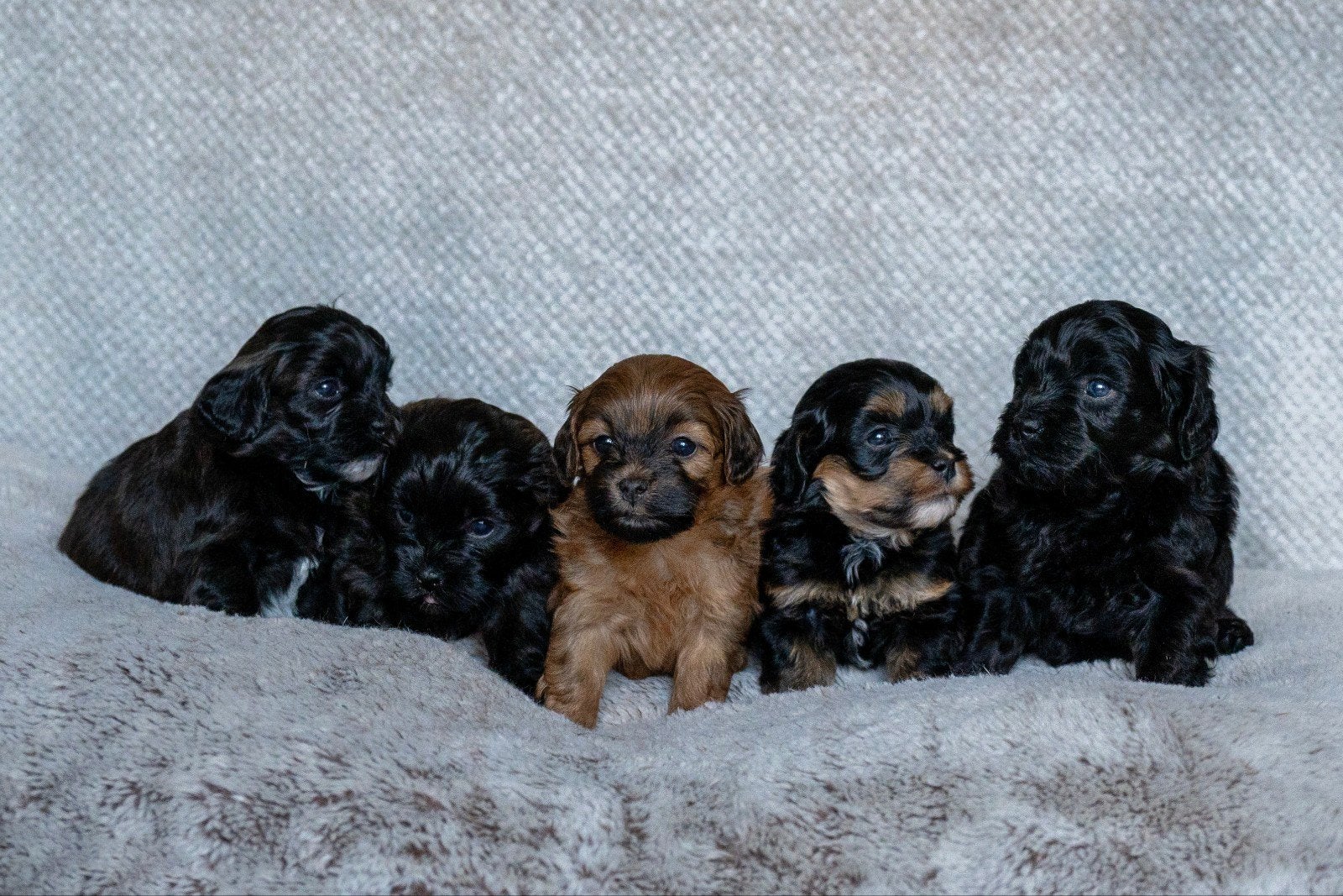 Boomer x Toy Poedel Pups, Dieren en Toebehoren, Overige rassen, 8 tot 15 weken, Meerdere, Meerdere dieren