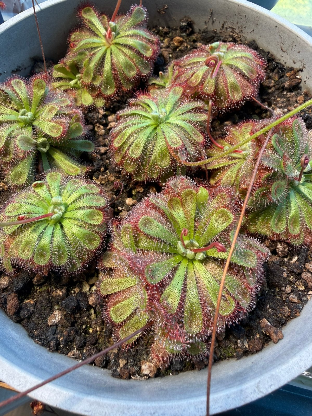 Drosera aliciae zaailingen, Tuin en Terras, Ophalen, Vaste plant, Overige soorten, Volle zon