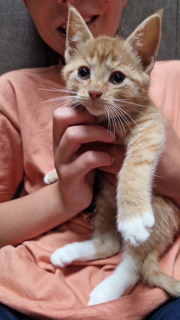 Lieve kitten zoekt heel goed huisje, Poes, 0 tot 2 jaar