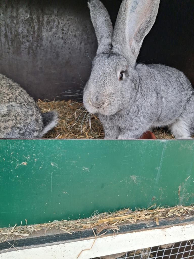2 mooie rammen., Dieren en Toebehoren, Konijnen, Mannelijk, Groot