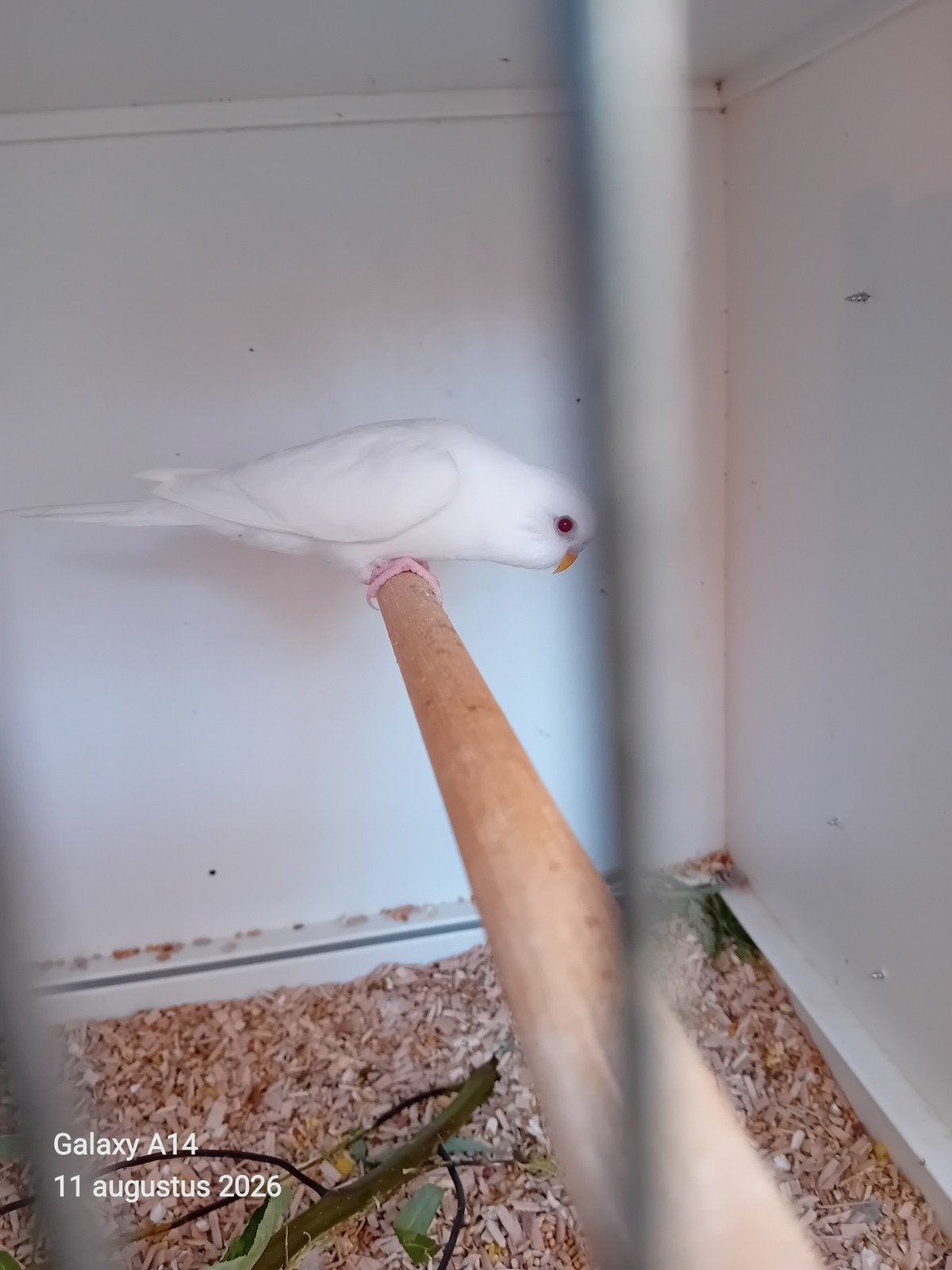 jonge grasparkiet, Dieren en Toebehoren, Vogels | Parkieten en Papegaaien, Vrouwelijk, Parkiet, Geringd