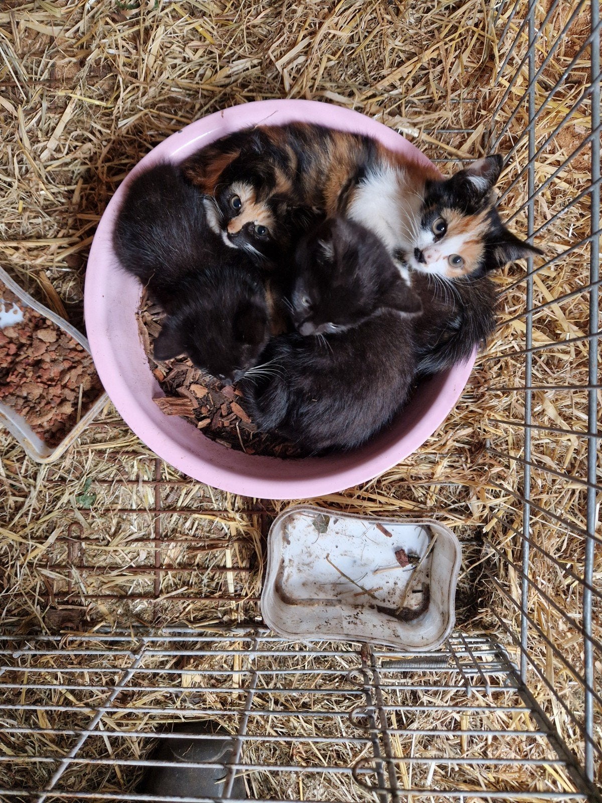 leuke kittens zoeken een nieuw baasje, Dieren en Toebehoren, Poes, 0 tot 2 jaar
