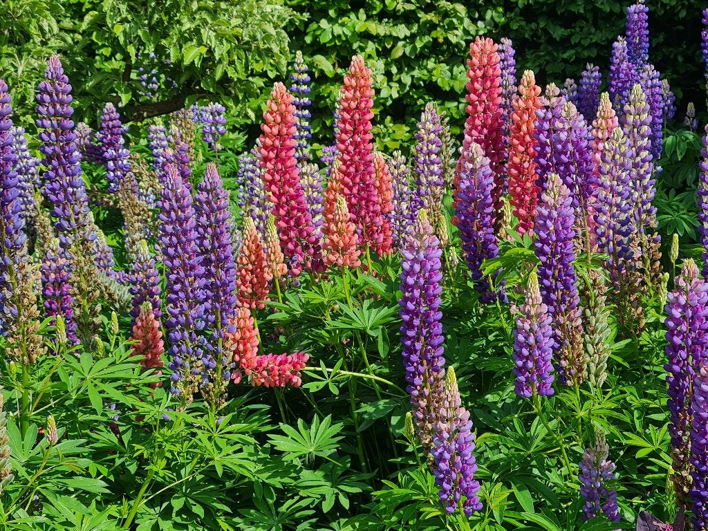 lupine planten, Volle zon, Vaste plant, Lente, Ophalen