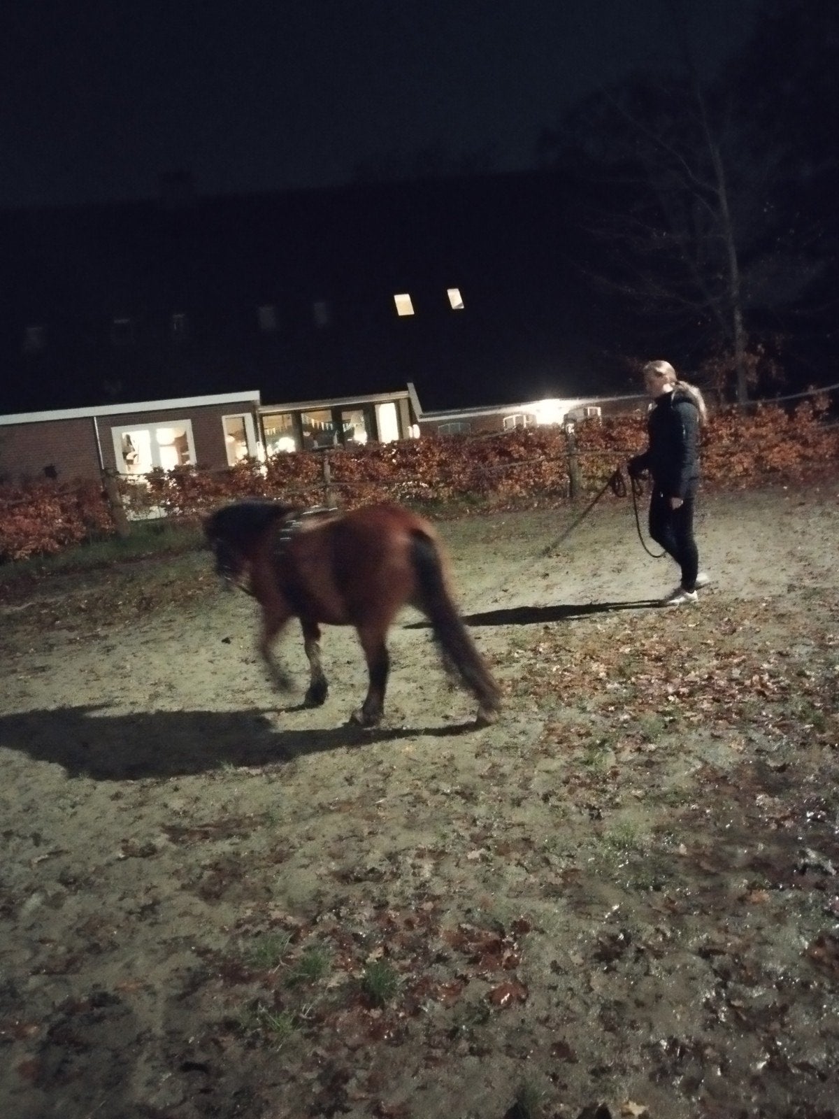 Verzorgpony of Shetlander gezocht – Enschede en omgeving, Ophalen of Verzenden