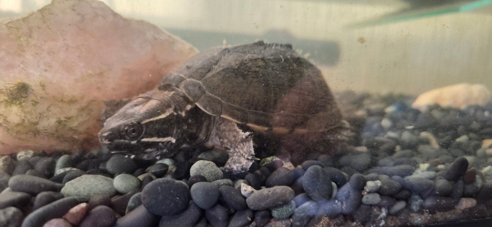 4 muskusschildpadden compleet met bak Turtle photo 4