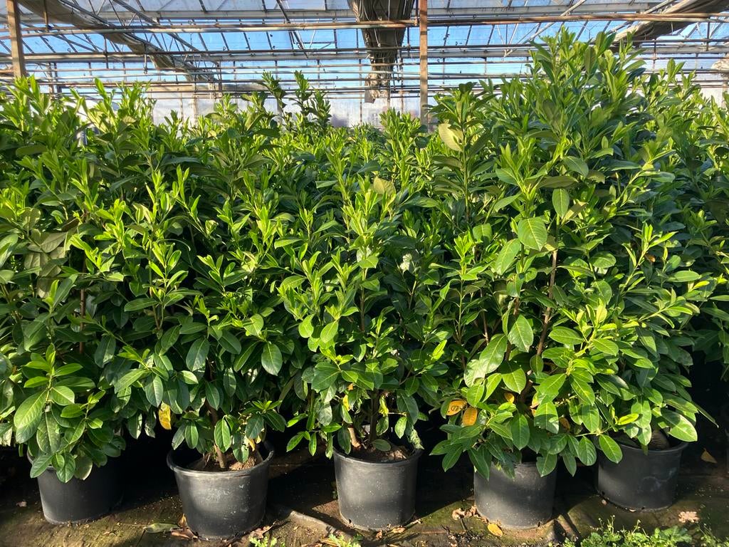 Mooi doorgekiemde haagplanten, nog te planten tot de zomer, Ophalen of Verzenden, Overige soorten, 100 tot 250 cm