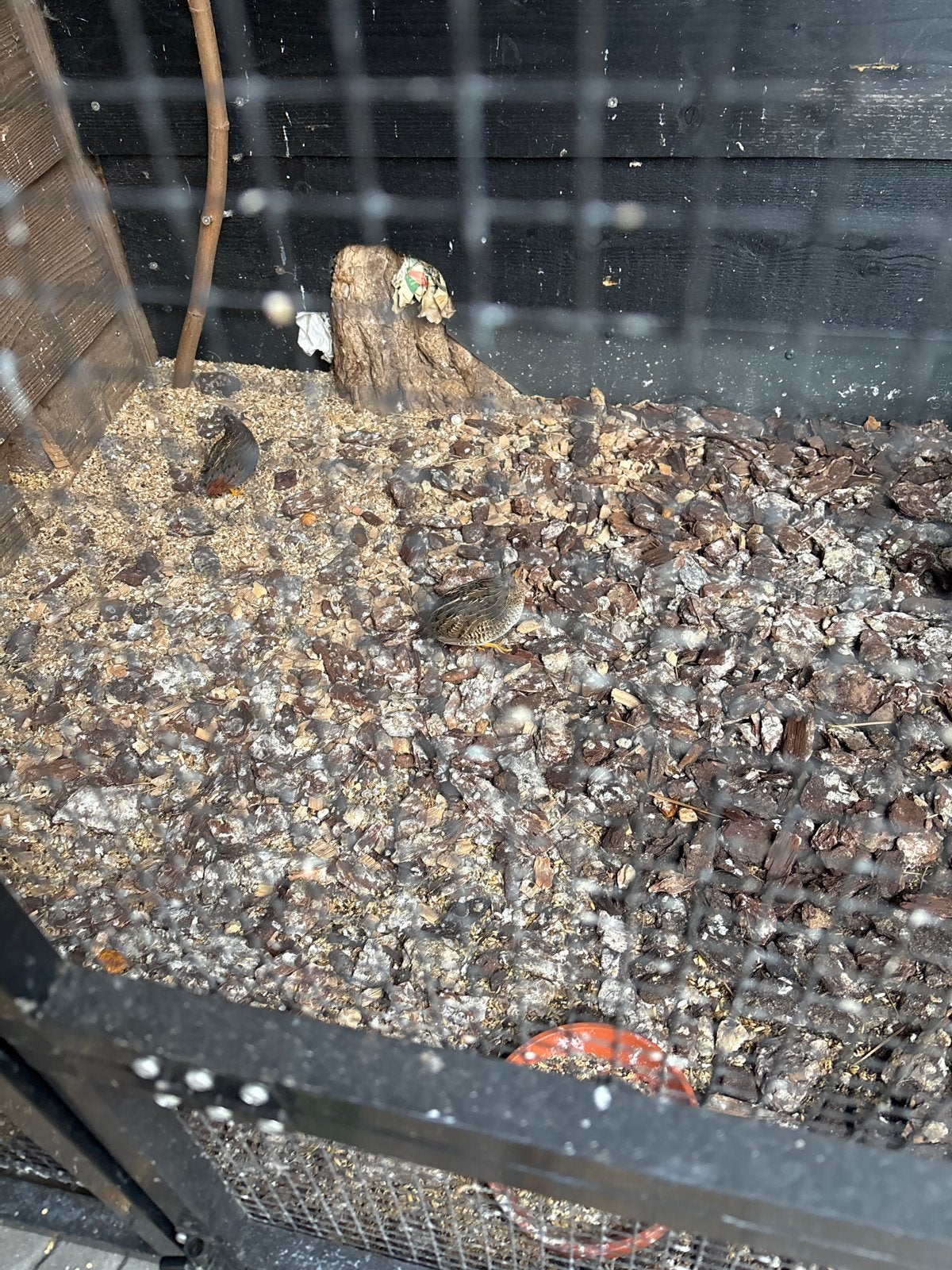 Kwartels te koop, Dieren en Toebehoren, Meerdere dieren, Tropenvogel