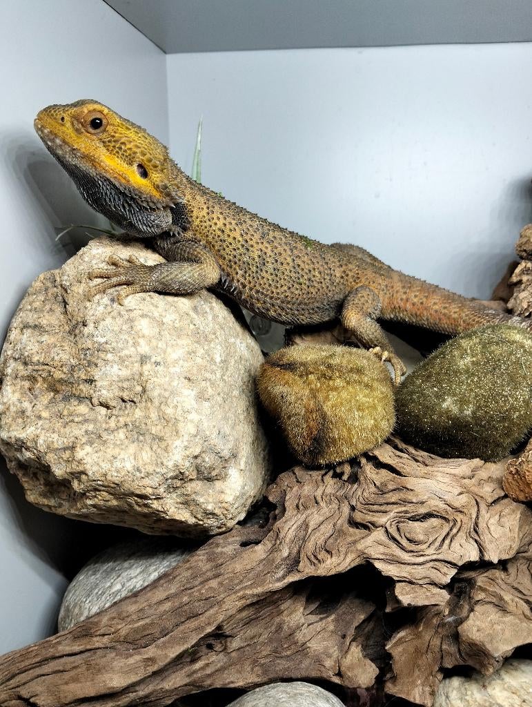 Baardagaam colour morph translucent, Dieren en Toebehoren, Hagedis, Met terrarium, 0 tot 2 jaar