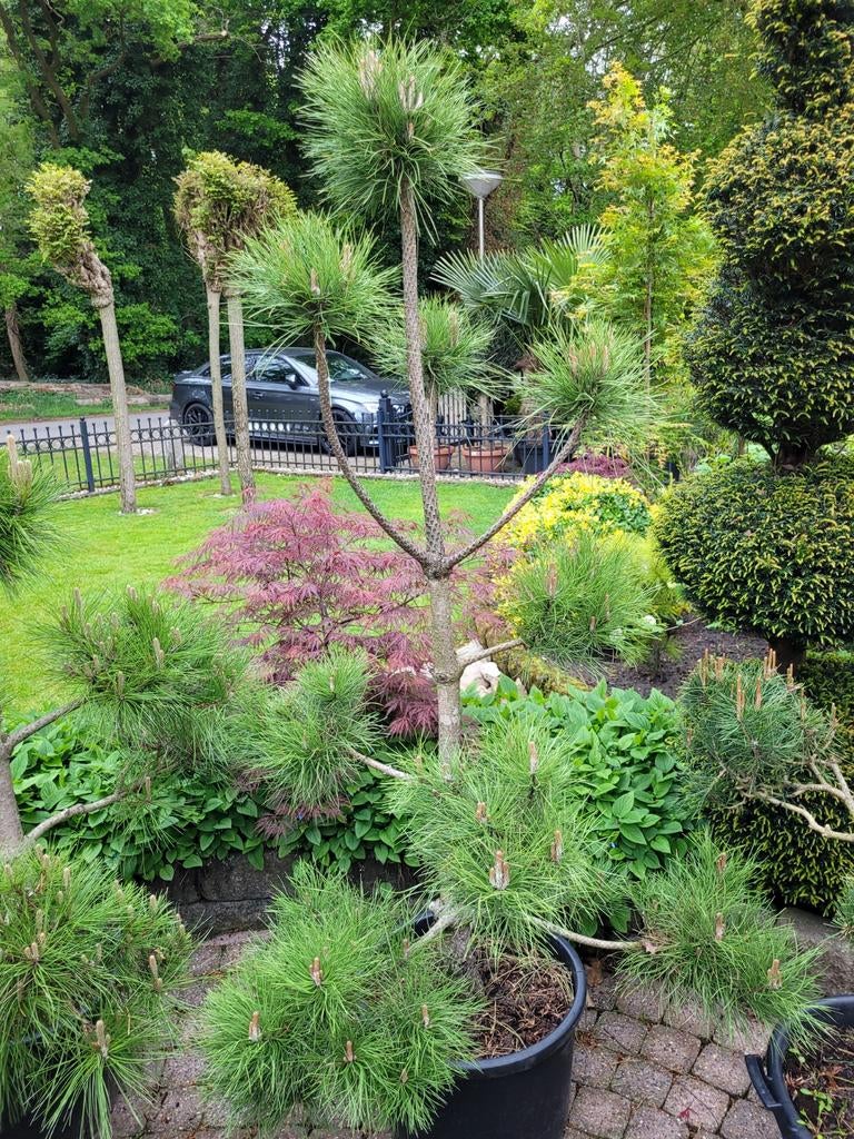 Pinus Nigra/Silvestris Ponpon - 20 stuks op voorraad, Ophalen, Overige soorten, Volle zon