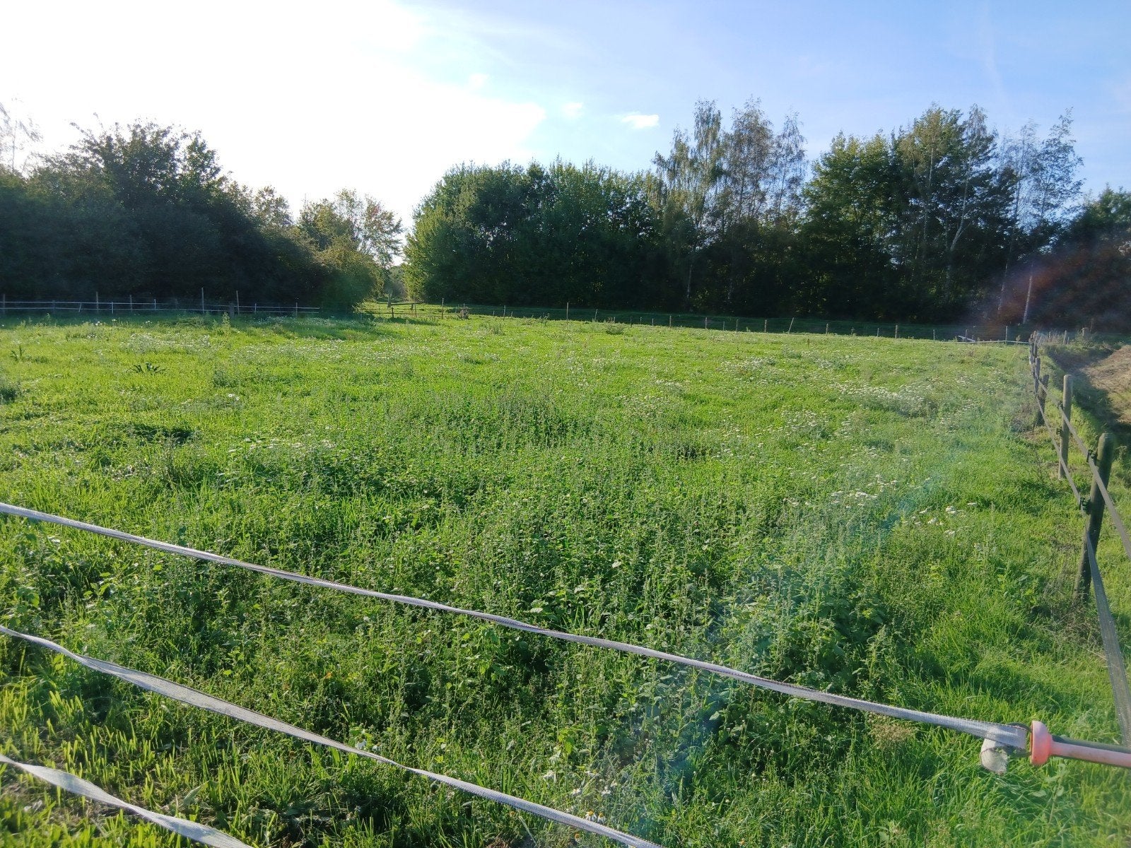 Paardenweide te huur