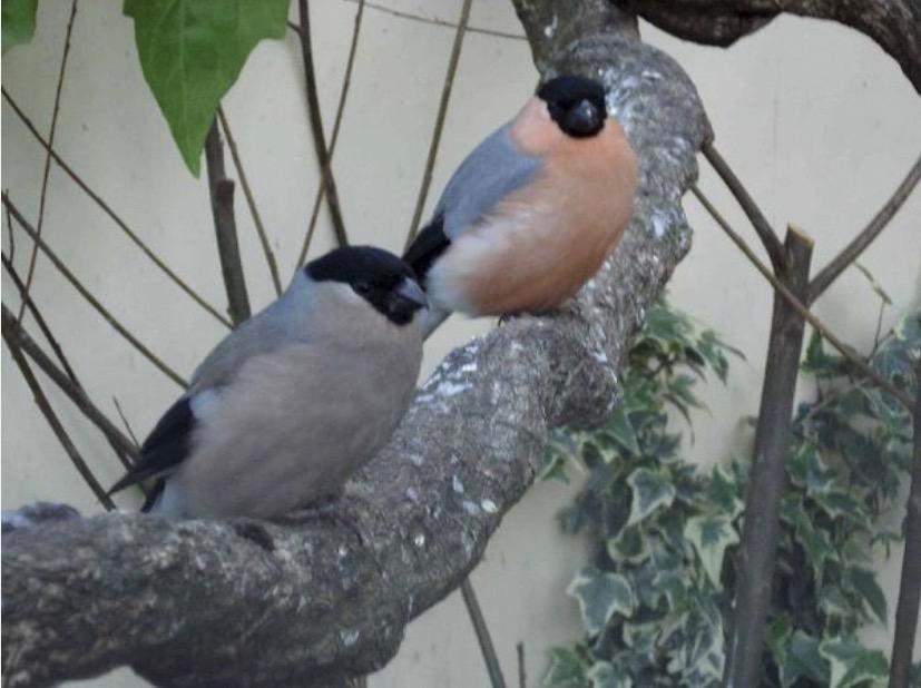 Mooi strak goudvink koppel te koop, Meerdere dieren, Wildzangvogel, Geringd