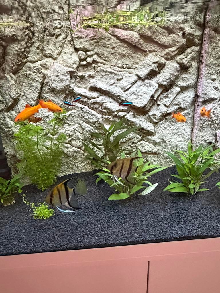 3 Maanvissen, Vis, Zoetwatervis